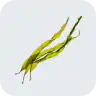 Kelp